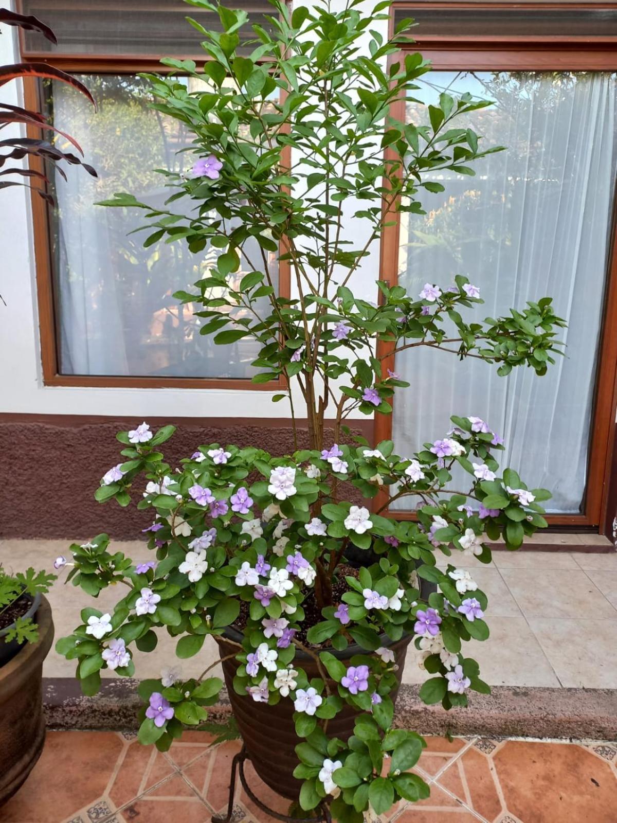 Huatusco Posada Galeria Alberto Sedas מראה חיצוני תמונה