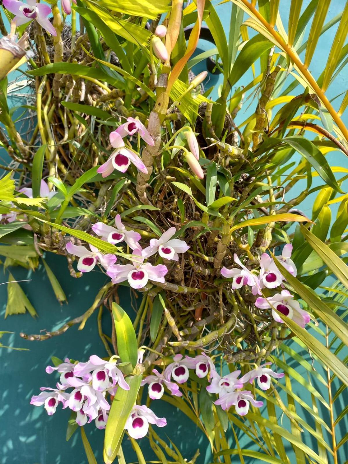 Huatusco Posada Galeria Alberto Sedas מראה חיצוני תמונה